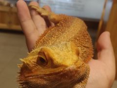 -雨林宠物医院 非犬猫异宠专科