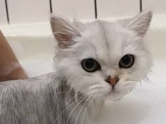 -猫大福·Fortune Cat猫舍(百子湾店)