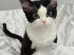 -山宅一喵德文卷毛猫舍