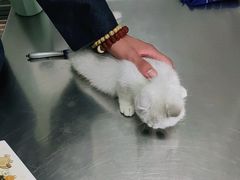 -小叮当动物医院·骨科·眼科