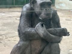 -石家庄市动物园