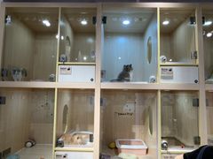 -爪爪喵星球·猫舍(卓悦中心店)