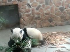 景点-成都大熊猫繁育研究基地