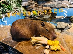 -北京野生动物园