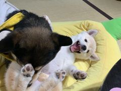 -逗柴咖啡屋·狗咖猫咖宠物桌游