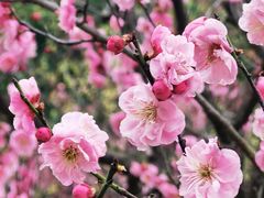 -梅花山(明孝陵内)