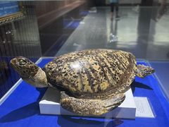 -贝壳王国博物馆