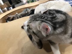 -more than meow吴止猫主题餐厅(承德 中船汇店)