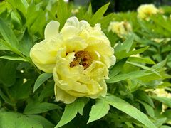 -莲花池公园