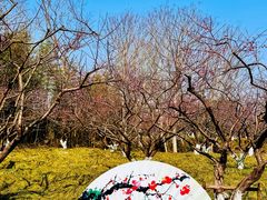 -上海海湾国家森林公园