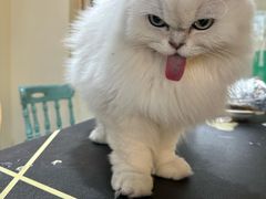 -猫小院猫主题餐厅(南锣旗舰店)