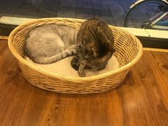 -猫友咖啡店(玉林西路店)
