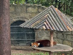-上海野生动物园