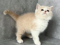 -小猫来了·猫舍(红山六九七九店)