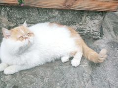 -喵屿·大理花园猫咖