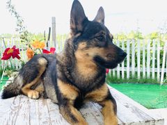 -安德鲁户外烧烤帐篷营地(马泉营店)