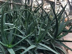 -南山植物园