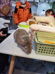-Moni星球萌宠·小马宝莉·灵蛇·高端高阶全萌宠互动体验俱乐部(红豆国际广场店)