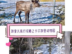 -卡尔加里动物园