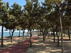 -日照海滨国家森林公园