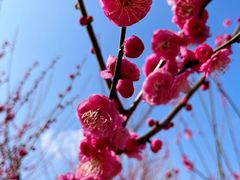-花开海上生态园