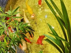 -古莲·影院足道·按摩SPA(水上温泉店)