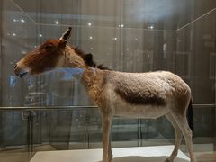 -青藏高原自然博物馆