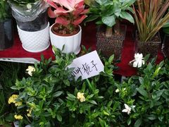 -秦美花卉(天朗·莱茵小城2期店)
