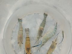-DGE季风钓虾营地·团建·聚会
