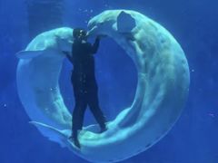 -海合安青岛极地海洋公园
