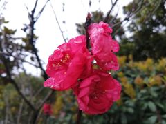 -顾村公园