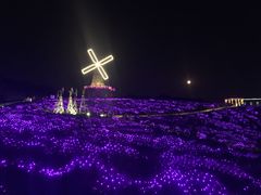 -大塘金香草谷