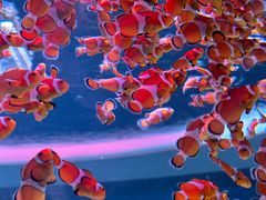 -海合安成都极地海洋公园