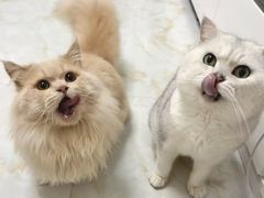 -御宝贝·A梦猫科宠物医院(国际猫友好医院)