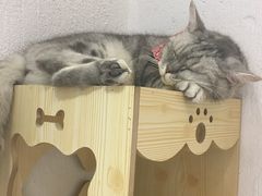 -猫色咖啡·猫咖