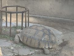 -清迈夜间动物园