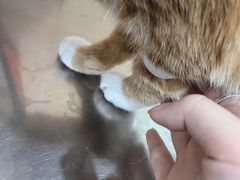 -米苏动物医院·犬猫专科·骨科外科内窥镜