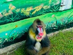 -西霞口神雕山野生动物世界