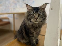 -李小姐の猫咖啡馆(五角场店)