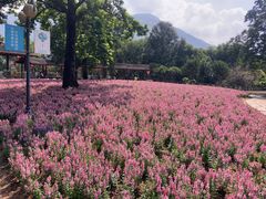 -广州市流溪河国家森林公园