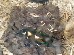 -上海大自然野生昆虫馆(东方明珠·爬宠昆虫探索中心)