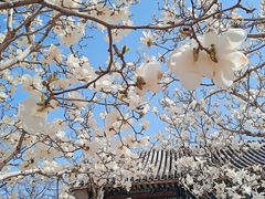 -颐和园