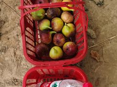 -武汉世外桃源农庄