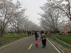 -天王浮山樱花园