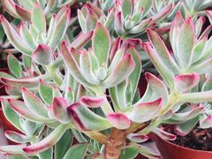 -三圣花乡旅游区