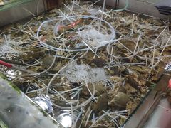 奄仔蟹-都斛海鲜街