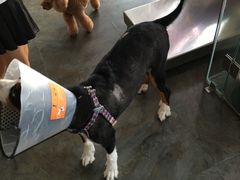 -暖阳宠物医院·犬猫康复中心·骨科