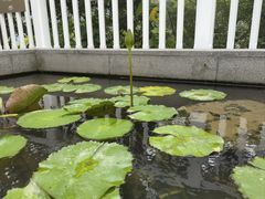-大澳渔村及棚屋