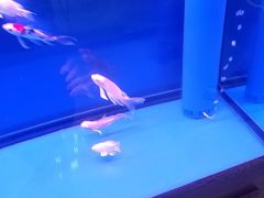 -中环花鸟鱼虫市场