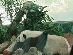 -广州动物园